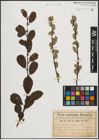 Foto von Salix aurita L.